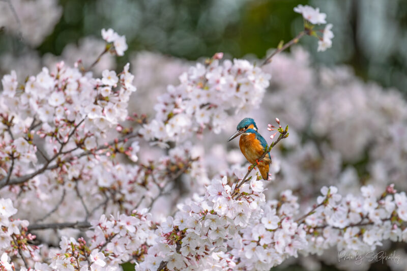 鶴見緑地公園　カワセミ
