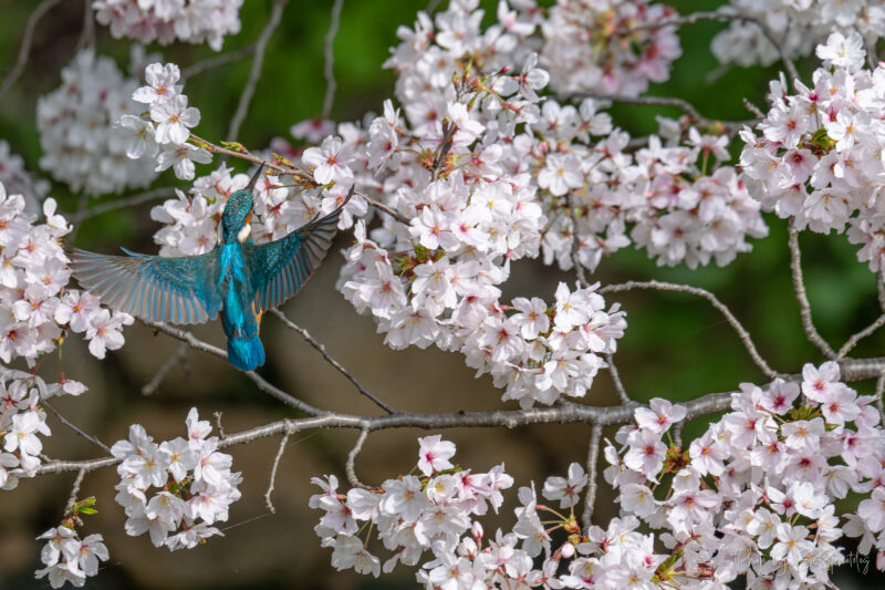 鶴見緑地公園　カワセミ
