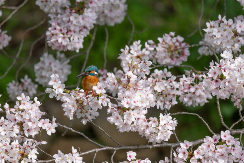 鶴見緑地公園　カワセミ