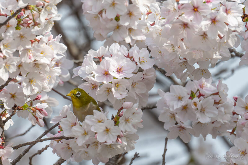 鶴見緑地公園　カワセミ