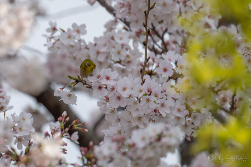 鶴見緑地公園　カワセミ