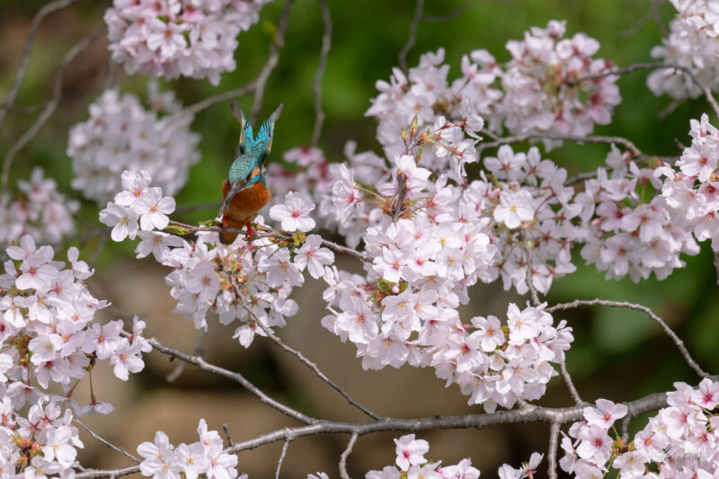 鶴見緑地公園　カワセミ