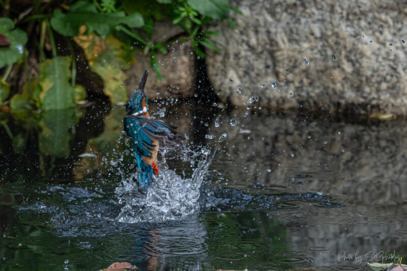 鶴見緑地公園　カワセミ