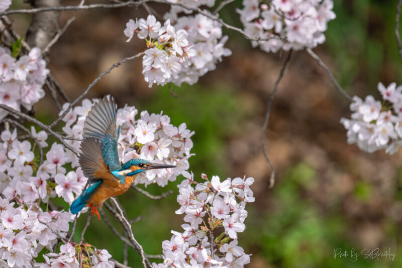 鶴見緑地公園　カワセミ