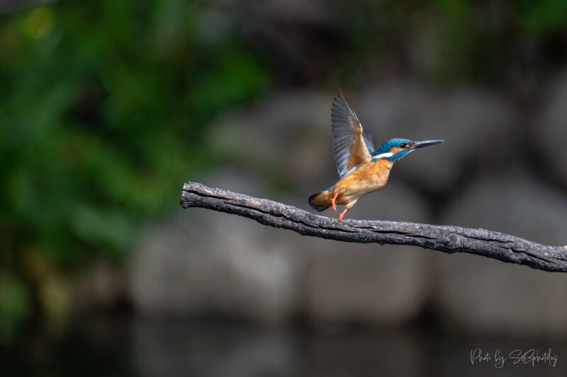 鶴見緑地公園　カワセミ