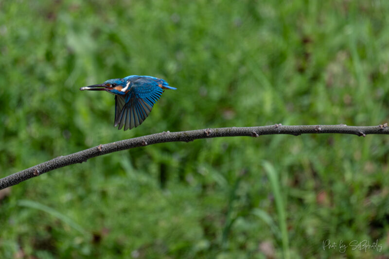 鶴見緑地公園　カワセミ