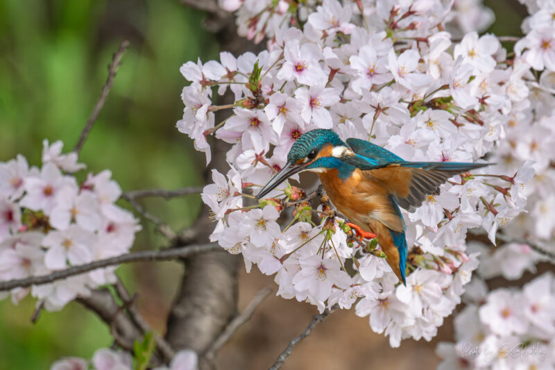 鶴見緑地公園　カワセミ