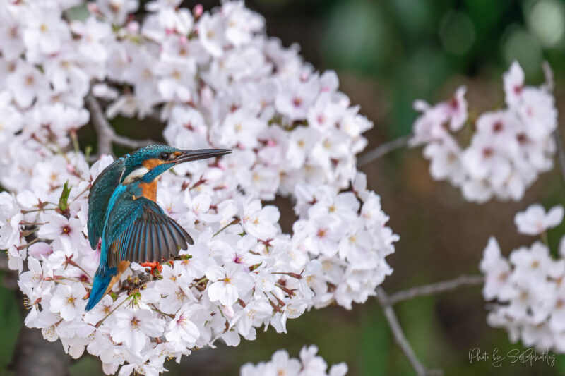 鶴見緑地公園　カワセミ