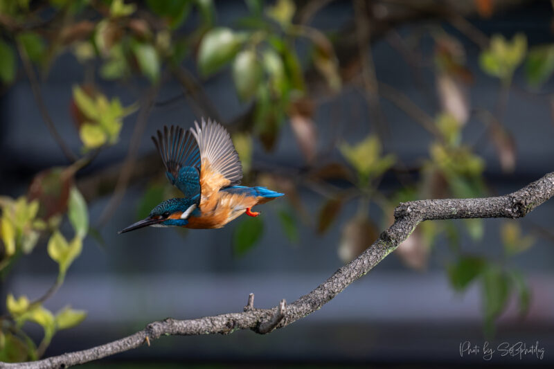 鶴見緑地公園　カワセミ