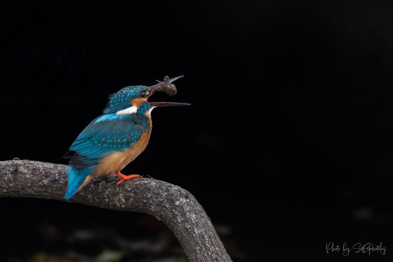 鶴見緑地公園　カワセミ