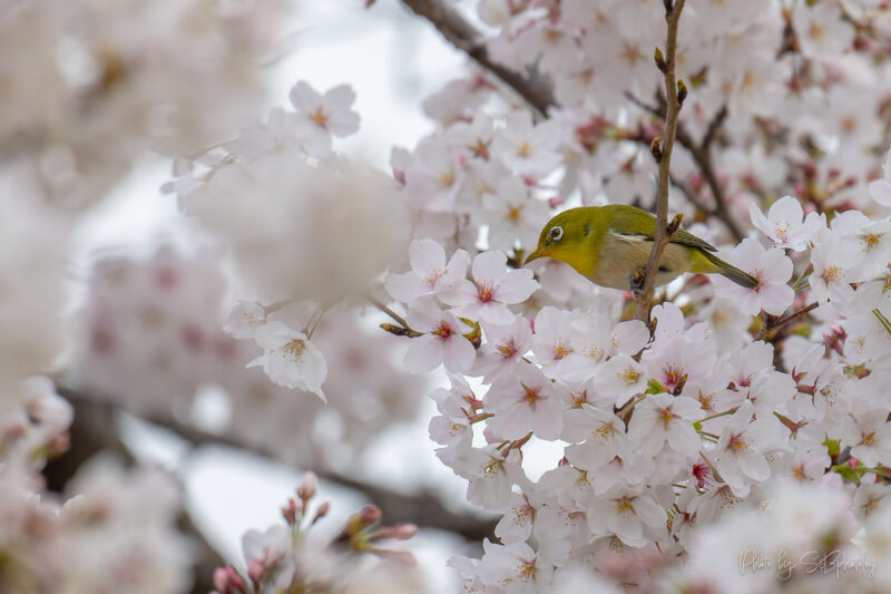 鶴見緑地公園　カワセミ